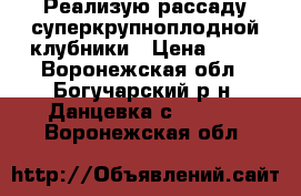 Реализую рассаду суперкрупноплодной клубники › Цена ­ 37 - Воронежская обл., Богучарский р-н, Данцевка с.  »    . Воронежская обл.